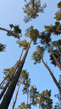 Ma�a Szarlota u Doroty