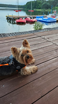 Ma�a Szarlota u Doroty